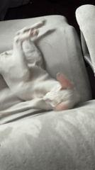 White heterochromatic cat plays on furniture in Khimki