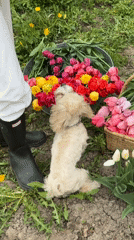Tulip harvester gathers colorful blooms in Sapronovo field