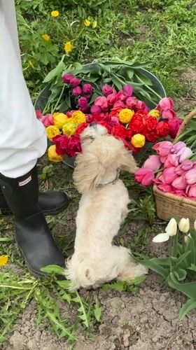 Tulip harvester gathers colorful blooms in Sapronovo field
