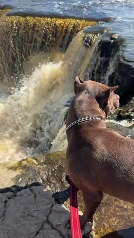 A brown dog stands on rocks next to a waterfall. The dog is wearing a silver chain collar and a red leash. The waterfall is cascading over rocks and the water is churning and white. The sun is shining, casting a bright light on the scene. The dog appears to be looking intently at the waterfall. The background shows more water and rocky terrain.