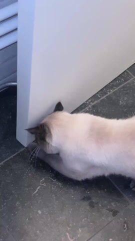 A cat is shown in a close-up shot on a dark gray tiled floor, next to a white wall corner. Initially, the cat is standing and sniffing, then it lowers itself to the floor and stretches its body against the base of the wall. The cat is light-colored with darker extremities, typical of a Siamese or similar breed. The setting appears to be an indoor space, possibly a kitchen or utility area, given the flooring and the glimpse of a radiator in the background.
