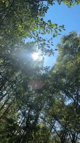 The video shows a low-angle shot looking up through the trees toward the sky. The sun is shining brightly, creating lens flares and highlighting the leaves of the trees. The foliage is dense and green, suggesting a summer or late spring setting. Several tree trunks are visible, with a mix of deciduous trees and possibly some evergreens. In the background, through a gap in the trees, a small white building with a dark roof is visible, along with what appears to be a vehicle and a picnic table. The sky is a clear blue with a few wispy clouds. The overall impression is one of a sunny day in a wooded area, possibly a park or a campground.