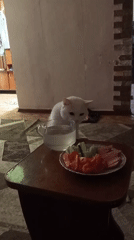 White cat roams a Prokopyevsk living room during a casual meal