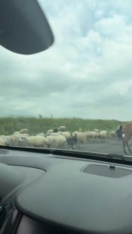 The video shows a herd of sheep and a few horses on a paved road. The perspective is from inside a vehicle, looking through the windshield and over the dashboard. The sheep are gathered in a large group, some facing the camera and others moving across the road. Several horses are also present, some with riders. The background consists of a grassy field with a cloudy sky. The scene appears to be a rural area, possibly a country road where livestock are being moved.