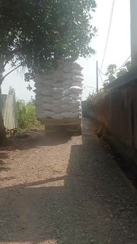 A truck is driving down a narrow dirt road. The truck is loaded with sacks of what appears to be rice, stacked very high. The sacks are white or light-colored and are arranged in multiple layers. The truck is in the center of the road, and on either side of the road are fences and vegetation. Trees overhang the road in the foreground. The lighting suggests it is daytime.