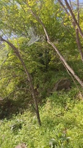 The camera pans upward through a lush, green hillside dotted with trees. The trees range from vibrant green with new leaves to more bare branches.  The background reveals a clear blue sky with light, wispy clouds. At the bottom of the frame, a thick layer of green vegetation covers the ground. As the camera moves, a large rock formation appears, and then the focus shifts to a patch of water reflecting the tree branches above.