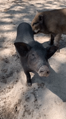 Pigs and a selfie from a Ko Samui morning
