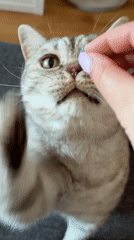 Person feeds gray tabby cat in Riga home