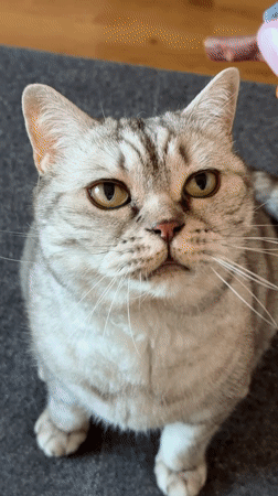 Person feeds gray tabby cat in Riga home