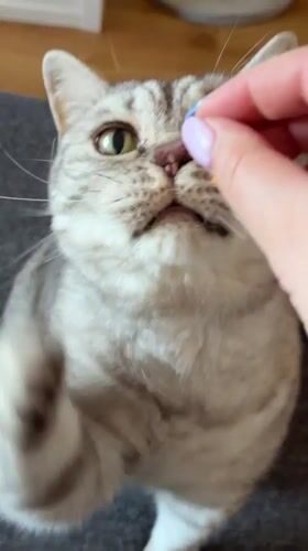 Person feeds gray tabby cat in Riga home