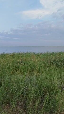 A vertical, medium shot captures a serene landscape with a vast body of water stretching to the horizon under a cloudy sky. The foreground is dominated by a dense field of tall, green grass, some of which has turned a reddish-brown, indicating the presence of dry stalks. A dirt path, worn and uneven, runs along the right side of the frame, suggesting a natural trail or unpaved road. The water appears calm and reflects the muted tones of the sky. The overall atmosphere is peaceful and natural, with no visible signs of human activity or development.