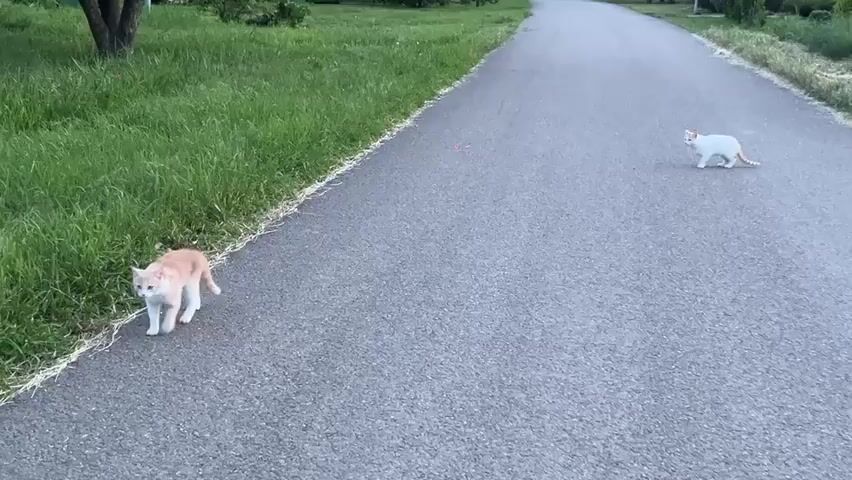 The video features two cats on an asphalt road bordered by lush green grass. One cat, with cream, light ginger, and white fur, walks along the left edge of the road, moving from left to right across the frame and then towards the camera. Another cat, predominantly white, is initially seen standing further down the road on the right side. The scene is an outdoor setting, likely a rural or suburban area, or a park, given the presence of a paved path and extensive natural greenery. The lighting suggests it is late afternoon or early evening. There are no people visible, and no text is present in the video. The primary activity is the cream/light ginger cat walking.