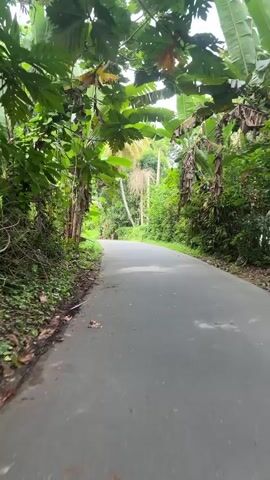The camera is moving forward down a gray asphalt road. The road curves slightly to the right. Lush green vegetation, including banana trees and other foliage, lines both sides of the road, creating a natural tunnel overhead in places. A few buildings are visible in the distance. A brown dog trots along the road ahead of the camera.  A tall coconut palm and a Buddhist flag are visible on the right. The sky is partly cloudy.