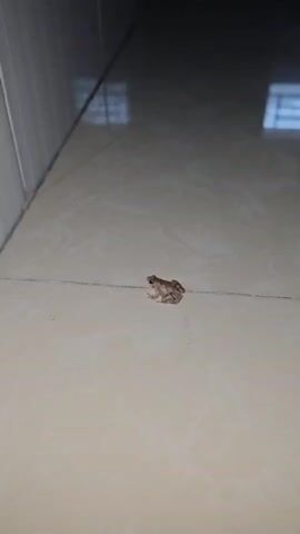 A small frog is captured in a close-up shot, resting on a light-colored tiled floor. The frog, roughly two inches in size, is light brown and gray with darker striped markings on its back and legs, blending somewhat with the grout line it sits on. Its prominent eyes are visible.

The setting appears to be an indoor or semi-enclosed space, possibly a hallway or a utility area, given the clean, light-colored ceramic tiles and a visible baseboard or lower wall panel on the left. The lighting is diffused, with reflections of what might be windows or light sources visible on the glossy floor tiles in the background. The overall impression is quiet and still, with the frog being the sole focal point of the image. No human presence or activity is depicted. The location is in Cam Đức, Vietnam.