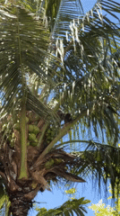 Monkeys forage in coconut trees at tropical garden