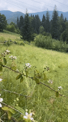 Wildflowers, beetles, and mountain views in Tatariv