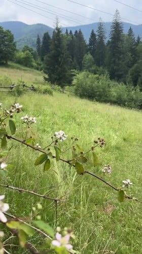 Wildflowers, beetles, and mountain views in Tatariv