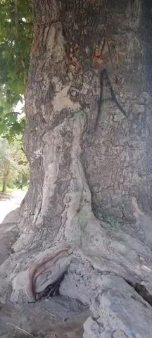 A video clip opens with a close-up of the trunk of a large tree. The bark is rough and cracked, with some lighter-colored patches and what appears to be graffiti or carvings on the upper portion of the trunk, resembling a stylized "A". The camera then pans to the right, revealing a small, narrow water channel or irrigation ditch running alongside the tree. The ditch contains dark, murky water. Beyond the ditch, there is a grassy field with some scattered trees and bushes. In the background, there are glimpses of what might be buildings or structures, and a fence. The upper part of the frame is filled with the dense green foliage of the tree's canopy, through which sunlight filters, creating dappled light. The scene appears to be outdoors in a rural or semi-rural setting on a sunny day.