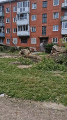 Uprooted tree being cleared outside Baltiysk apartment building