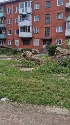 Uprooted tree being cleared outside Baltiysk apartment building