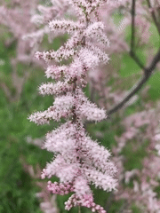 Spring flora documented during nature walk in Kryvyi Rih