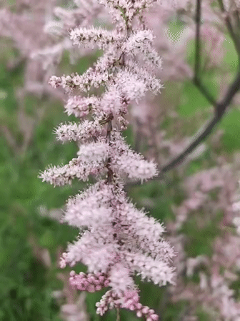 Spring flora documented during nature walk in Kryvyi Rih