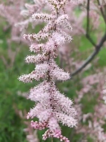 Spring flora documented during nature walk in Kryvyi Rih