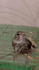 Hand-feeding a small caged bird in Pavlodar