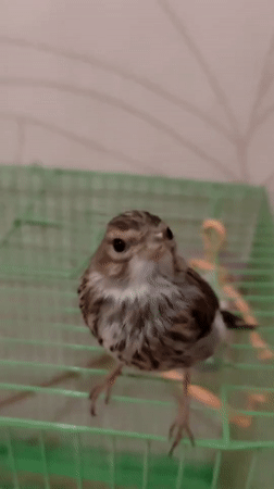 Hand-feeding a small caged bird in Pavlodar