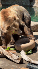 Bear enclosures and a giant anteater at the SF Zoo