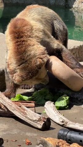 A brown bear in an enclosure is interacting with a large, light-colored ring-shaped object. The bear is positioned with its head lowered, appearing to sniff or mouth the object. Lettuce leaves are visible on the ground around the object. The enclosure appears to be rocky with a pool of water in the background. Several pieces of wood are scattered in the foreground. The bear's fur is thick and multi-toned. The lighting suggests it is daytime.
