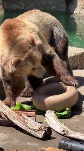 Bear enclosures and a giant anteater at the SF Zoo