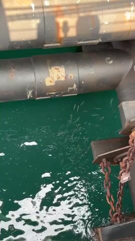 The video shows a school of small fish swimming in clear, emerald-green water. Above the water, a large, dark pipe is visible, appearing to be part of some industrial infrastructure, possibly a pier or a jetty. The pipe is weathered, with rust marks and faded yellow tags suggesting it has been exposed to the elements for some time. Heavy, rusty chains are also attached to the structure, further indicating an industrial or maritime setting.

The sunlight casts shadows on the pipe, implying it is daytime, likely mid-morning or afternoon. The water is choppy, with whitecaps visible, suggesting a breezy or slightly rough condition, but the clarity of the water allows for a good view of the fish. The overall impression is of a natural marine environment interacting with man-made structures. The presence of the fish in large numbers suggests a healthy ecosystem in the vicinity. The setting appears to be a coastal area, given the presence of the water and the industrial structures, consistent with a port or harbor. There is no visible activity of people in the footage, and the focus is solely on the fish and the surrounding environment.