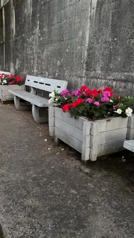 This media file captures a line of park benches along a concrete wall, likely in Nierstein, Germany. The scene is outdoors, with a textured concrete wall dominating the background and a concrete path in the foreground.

Each bench is accompanied by a rectangular planter box filled with vibrant flowers. The flowers are a mix of reds, pinks, and whites, creating a colorful contrast against the muted tones of the concrete. The planters themselves appear to be made of a light-colored material, possibly concrete or a similar composite, with a slightly weathered texture.

The activity taking place is a static display of urban landscaping. There are no people visible in the media file. The lighting suggests it might be daytime, possibly overcast or early morning/late afternoon given the soft light. There are no strong shadows. A few fallen leaves are scattered on the path, hinting at an autumn season or simply the general maintenance of the area.

The benches are simple, modern designs with slatted seats and backs, and curved supports. They are spaced evenly along the path, suggesting a public area designed for seating and enjoying the floral displays. The concrete wall has a rough, somewhat aged appearance. The overall impression is one of a well-maintained public space, focused on natural beauty amidst an urban environment. No visible text is present in the media file.