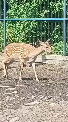 A young deer with spots walks across a muddy enclosure. The deer has white spots on its brown coat. The enclosure appears to be outdoors, with green foliage and a fence in the background. The ground is uneven and covered in dirt and small stones. The deer is walking from left to right in the frame.
