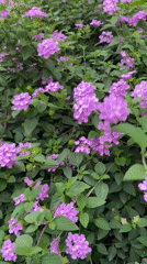 Purple flowers bloom around outdoor cafe in Đà Lạt Vietnam