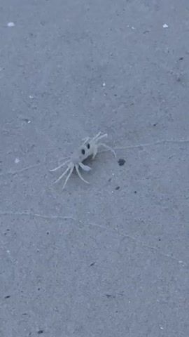 A small, pale crab with black eyes sits on a sandy beach. The crab has long, spindly legs and appears to be facing the camera. The sand is a light gray color and appears damp. There are a few small shells or debris scattered on the sand. The lighting suggests it may be overcast or early morning/late evening. The video is very short, showing the crab relatively still.