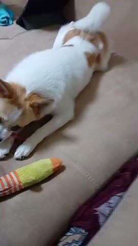 A small white and tan dog is lying on its side on a tan couch, chewing on a red chew toy. A person's head leans in from the left, and they appear to be kissing the dog on the head. The person is wearing a grey t-shirt. Another toy, which appears to be a stuffed sock with orange and white stripes and a yellow and orange end, lies on the couch to the left of the dog.