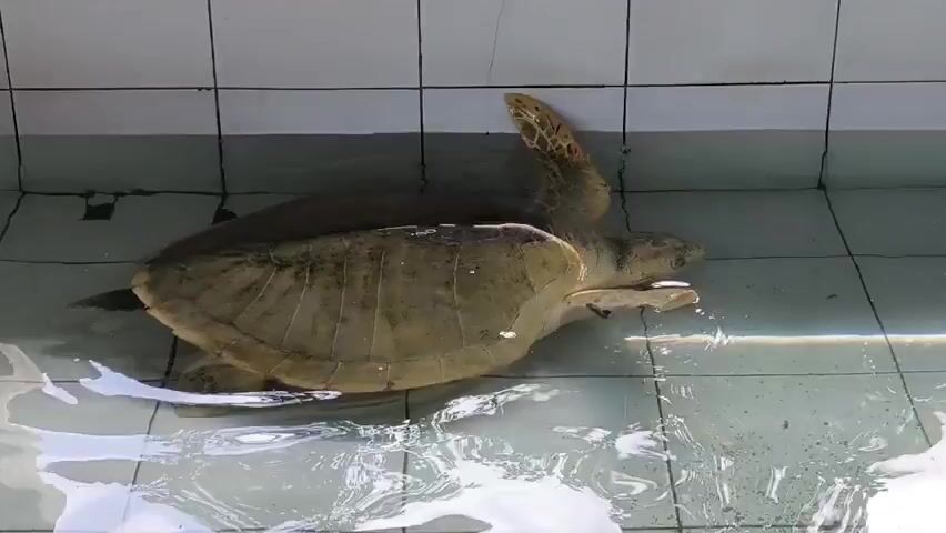 A sea turtle is swimming in a tiled pool. The turtle has a light brown shell and flippers. The pool has white tiles on the walls and gray tiles on the bottom. The water is clear, and the turtle is swimming slowly.