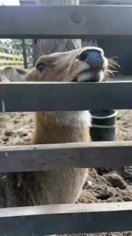 A close-up shot shows a deer standing behind a wooden fence. The deer has light brown fur, a white and brown neck, and a dark nose. It looks up, resting its chin on the top of the fence. A hand reaches out to touch the deer's nose. The background is blurred, showing a dirt ground with some leaves, trees, and other elements suggesting an outdoor environment.