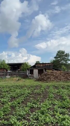 A short video clip showing an outdoor rural scene under a partly cloudy blue sky. In the foreground, a patch of green plants is visible. In the middle ground, there are several weathered wooden structures, including a small shack with two openings and a larger barn-like building. A large pile of organic material, possibly compost or manure, is situated next to the shack. Trees and other greenery are present in the background. The scene appears to be a farm or homestead. There is no audible sound within the clip.