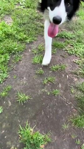A border collie dog with black and white fur is in focus, looking up at the camera. Its tongue is hanging out, and it appears to be panting. The dog is positioned between a person's legs, who is wearing light-colored shorts and a patterned shirt. The ground beneath them is a mix of dirt and green grass. The camera angle suggests a first-person perspective, as if the viewer is the one holding the camera and interacting with the dog.