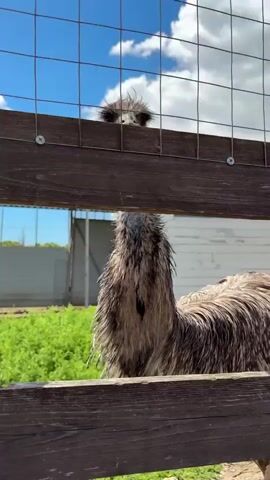 An emu is filmed from close-up behind a wire and wooden fence in Gay-Kodzor, Russia. The video begins with the emu's long neck visible through the fence, then it lifts its head to reveal its face. The bird has ruffled dark feathers on its head, light brown body feathers, and patches of bluish-gray skin on its neck. Its beak is slightly open, and its large brown eye is visible. The background shows green grass, some white and grey buildings, and a bright blue sky with scattered white clouds, indicating an outdoor enclosure on a sunny day. A person off-camera can be heard speaking in Russian, first saying "Kuku?" (a common greeting or call, often used with animals), and then remarking, "Oh, it's smiling."