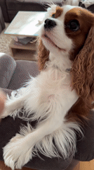 Dog owner feeds spaniel raw food breakfast in Montenegro