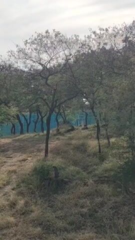 The video shows a grassy, sloped area with trees in the foreground, partially obscuring a blue mesh fence and more trees in the background. The sky is overcast. The scene is still and without any apparent action.