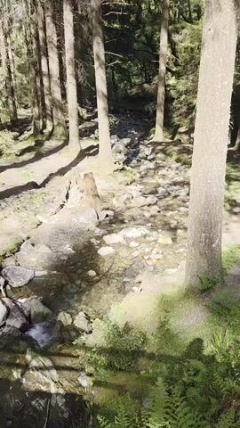 The video shows a wooded area with tall, thin trees.  A small stream flows through the center of the scene, lined with rocks and some green ferns.  The ground is covered in dirt, leaves, and stones. Sunlight filters through the trees, creating shadows on the ground.  A tree stump is visible near the stream.  The camera is relatively static. There is indistinct speech in the background.