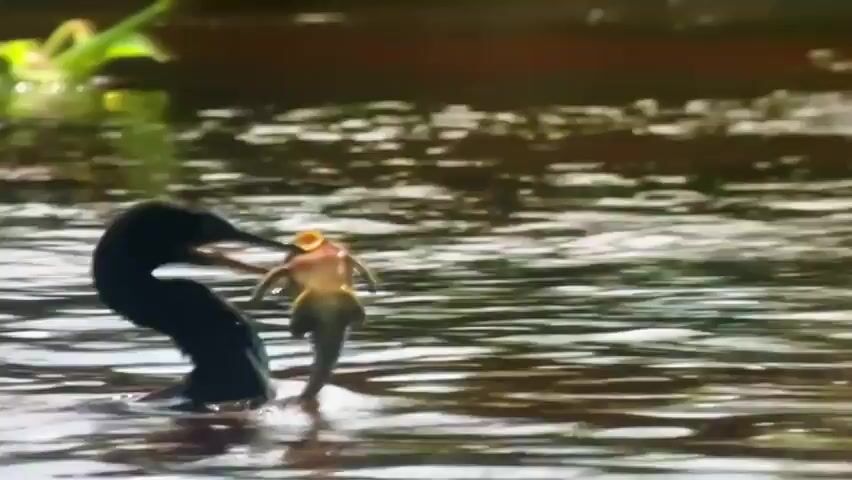 This media file features a sequence of close-up shots of a bird, likely a cormorant, interacting with its prey. The bird is dark in color, with a long neck and a distinctive hooked beak. In the initial frames, the bird is shown with a fish in its mouth, struggling to swallow it. The bird's head is angled upwards, and its beak is open, revealing the fish. The background is blurred, showing water and some foliage.

The footage then shifts to a wider shot of a fast-flowing river or stream. The water is turbulent, with white foam and ripples indicating a strong current. Rocks are visible in the water, and lush green vegetation lines the banks. The lighting suggests it is daytime, possibly morning or late afternoon, given the soft, diffused light.

The activity depicted is a bird capturing and consuming its prey, a common predatory behavior in aquatic birds. The close-up shots emphasize the struggle and the raw nature of the act. The transition to the river scene provides context for the bird's habitat. No people or man-made objects are visible, apart from a hint of something brown in the far background of the first few frames which could be a boat or part of a bridge, but this is not clear. There is no visible text in the media file. The location cues like the turbulent river and the type of vegetation do not specifically point to Valladolid, Spain, but are consistent with natural aquatic environments where cormorants might be found. The overall mood is one of nature's raw power and the cycle of life.