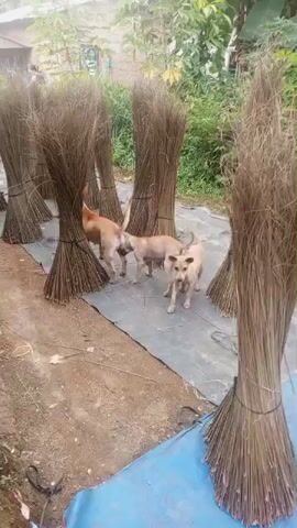 Three dogs are playing among bundles of dried grass stalks in Tanah Gara Hulu, Indonesia. The scene appears to be outdoors, with lush greenery and a building in the background, suggesting a rural or semi-rural setting. The bundles of grass are tall and slender, tied together with string and arranged in rows on a grey tarp. The ground is a mixture of dirt and gravel. The lighting suggests it is daytime, with no obvious indication of specific weather conditions. The dogs, one larger and two smaller, are interacting playfully, with one appearing to be nudging another. There is no visible text in the media file. The overall impression is one of playful activity in a natural, utilitarian environment.