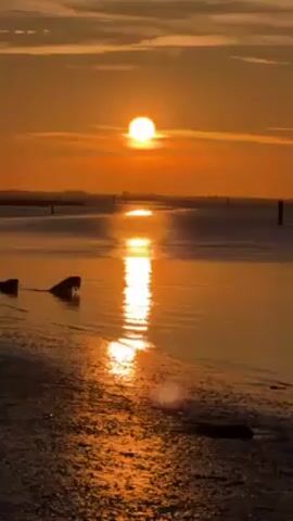 The video shows a sunset over water. The sun is a bright orange sphere, positioned high in the sky. The water is calm, reflecting the sun's light as a long, bright stripe leading to the horizon. The sky is also a gradient of orange and light gray, with some thin clouds. There are a few dark objects in the water near the shore, resembling pieces of driftwood. The foreground is a sandy beach, also reflecting the orange light of the sunset. In the distance, some small posts are visible in the water.