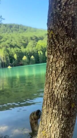 The video shows a view of a lake with turquoise water surrounded by lush green trees and hills under a clear blue sky. In the foreground, the bark of a tree trunk is visible, with some yellow lichen on it. A gnarled piece of driftwood or a branch emerges from the water near the shore. In the distance, on the lake, two red kayaks can be seen. The scene is serene and natural, suggesting a peaceful outdoor environment.